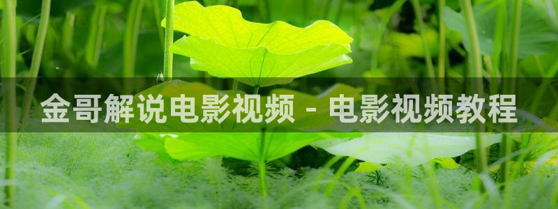 去有风的地方西瓜免费观看：金哥解说电影视频 - 电影视频教程