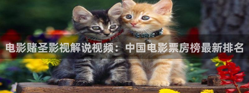 西瓜电影在线观看网站